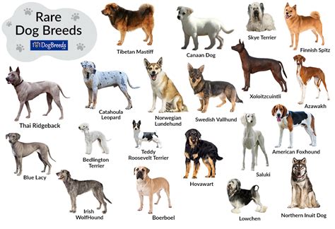 23 Unique Dog Breeds .
